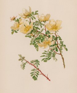 English Rose by English School